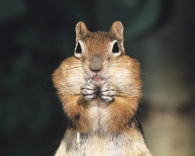 chipmunk eating food