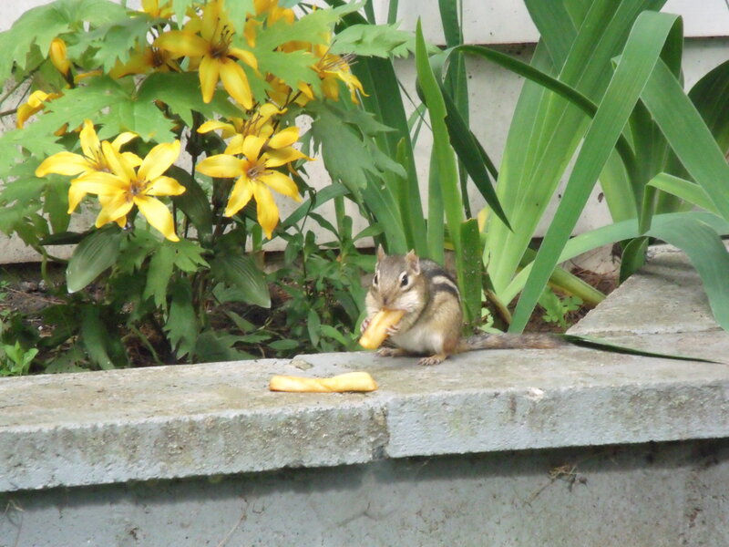 Chipmunk Eating Food — Yellow