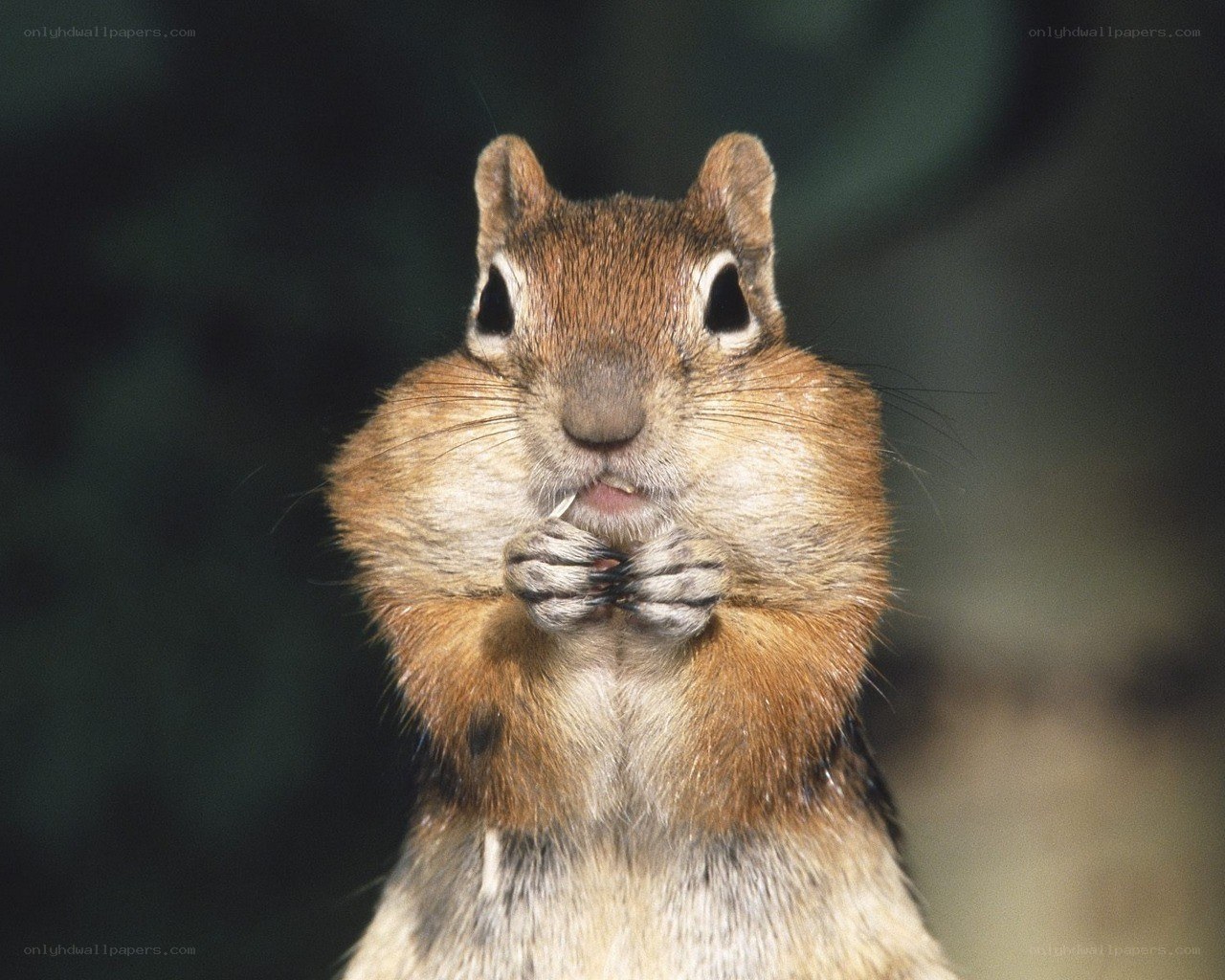 chipmunk eating food