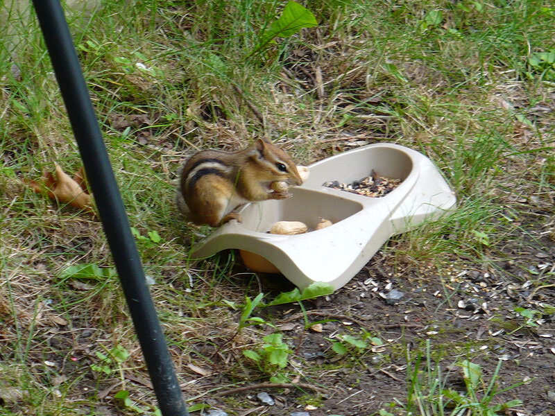 Chipmunk eating from a feeder