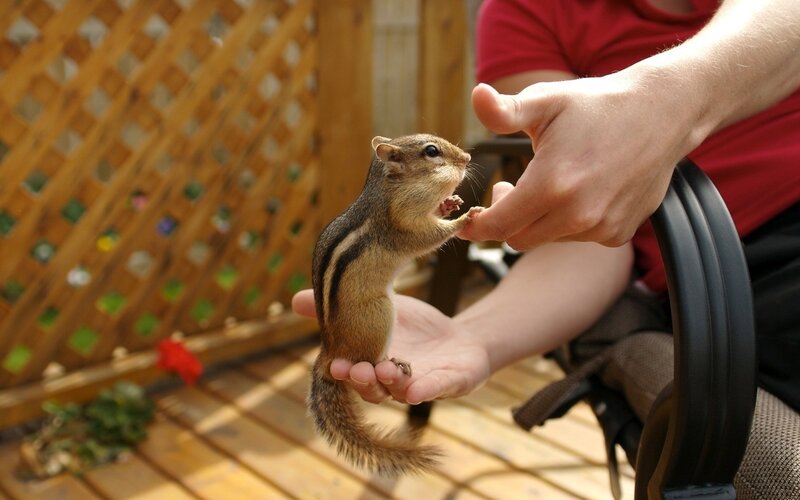 chipmunk eating from hand