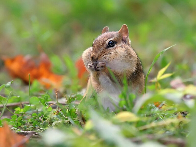 Chipmunk Eating Grass — Green