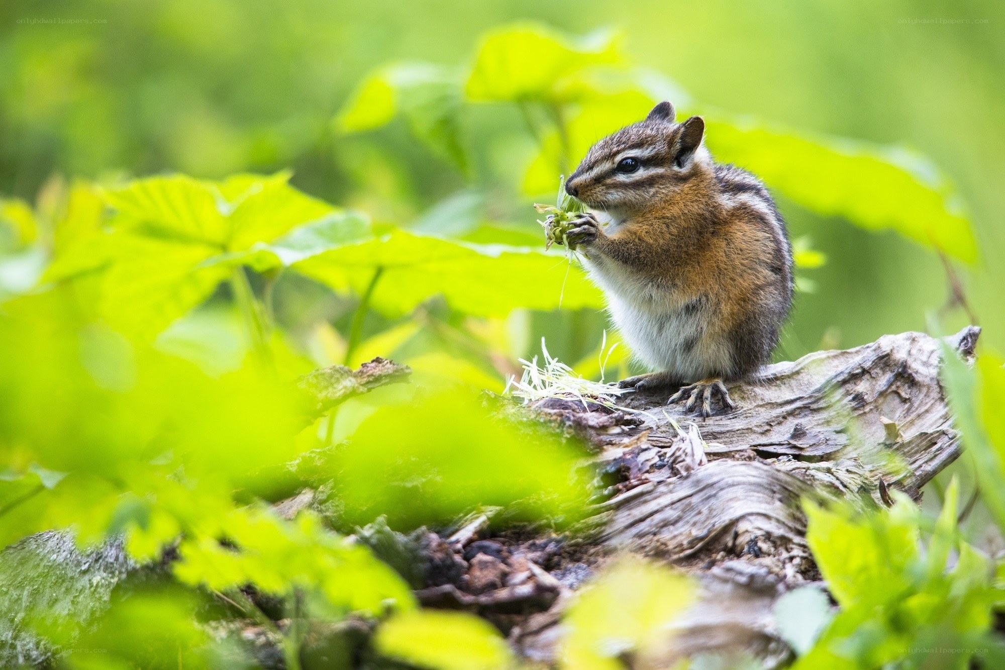 Chipmunk eating green leaves