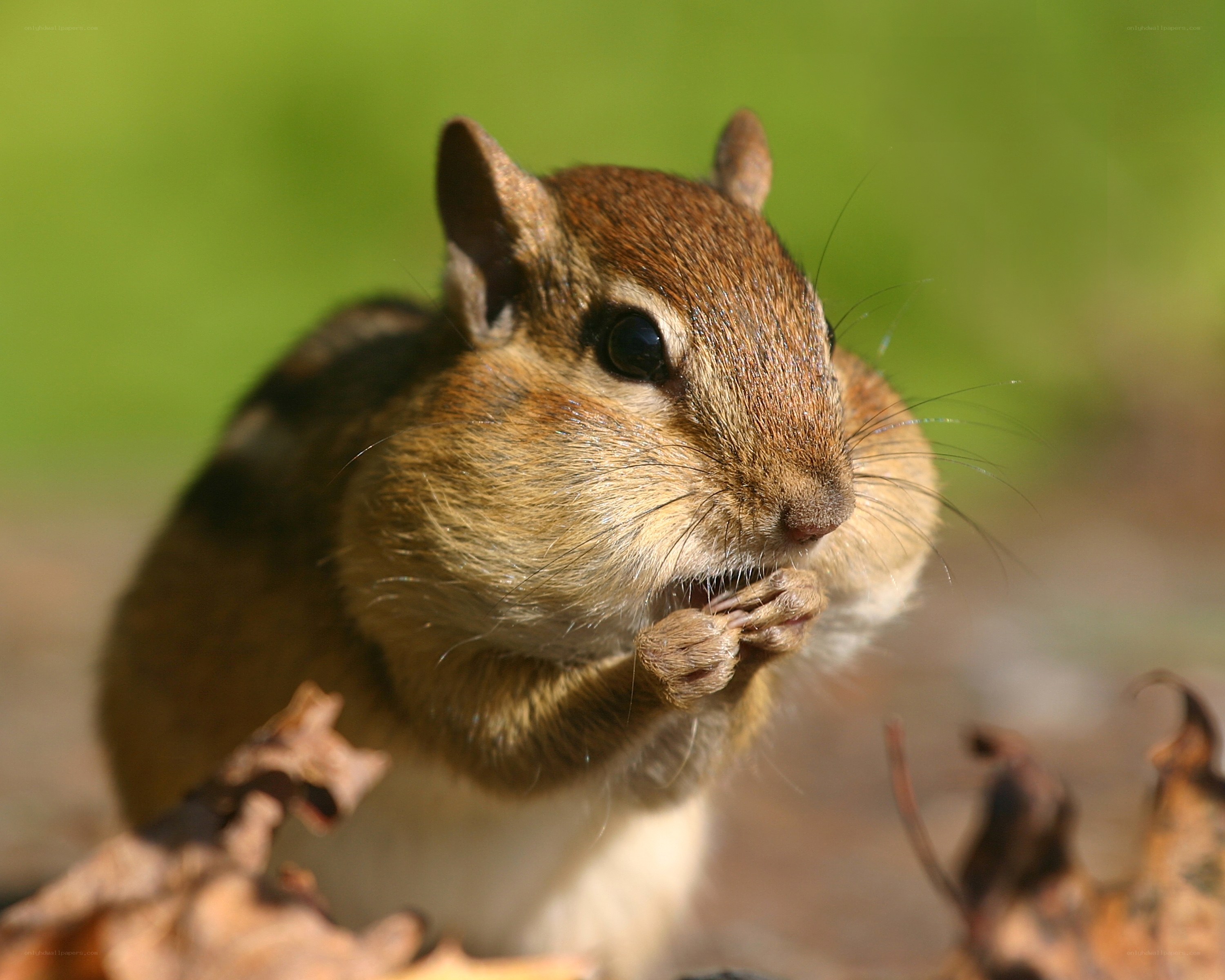 Chipmunk eating in autumn