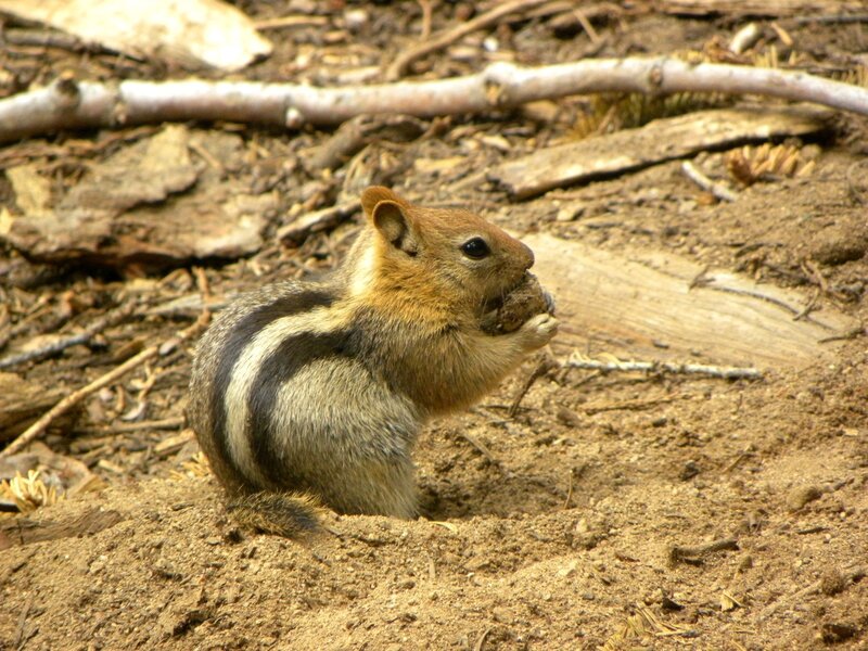 Chipmunk eating in forest