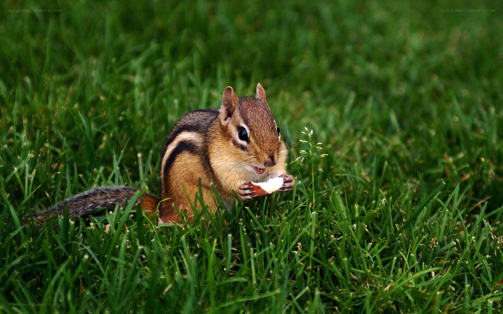 Chipmunk eating in grass