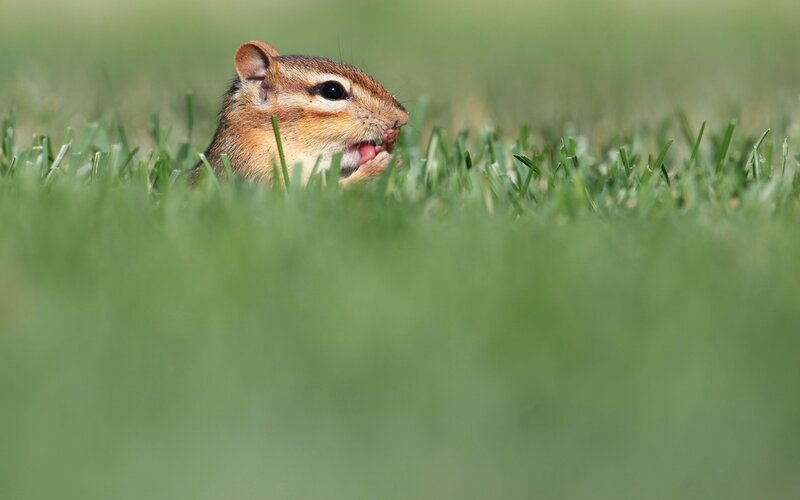 Chipmunk eating in grass