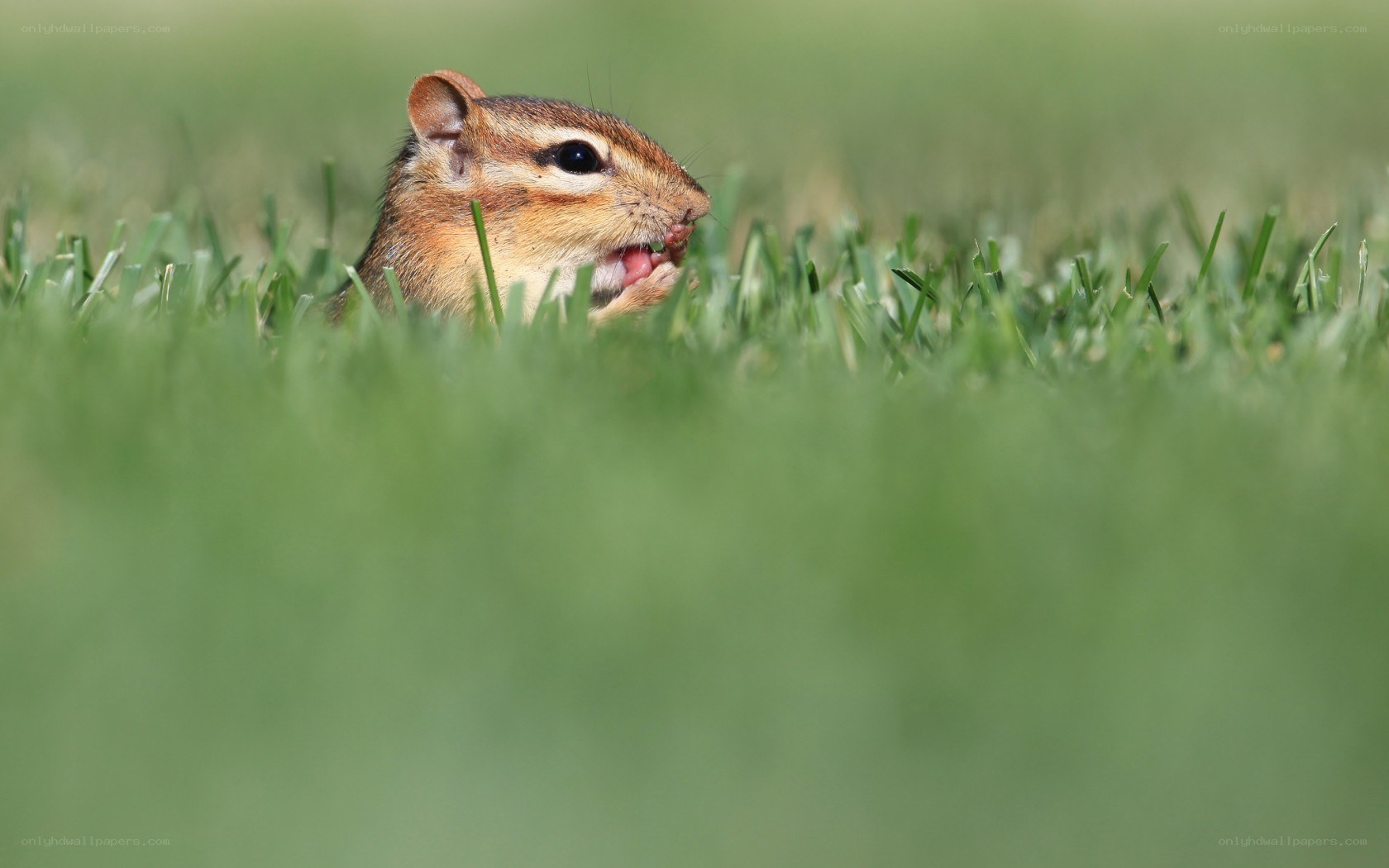 Chipmunk eating in grass