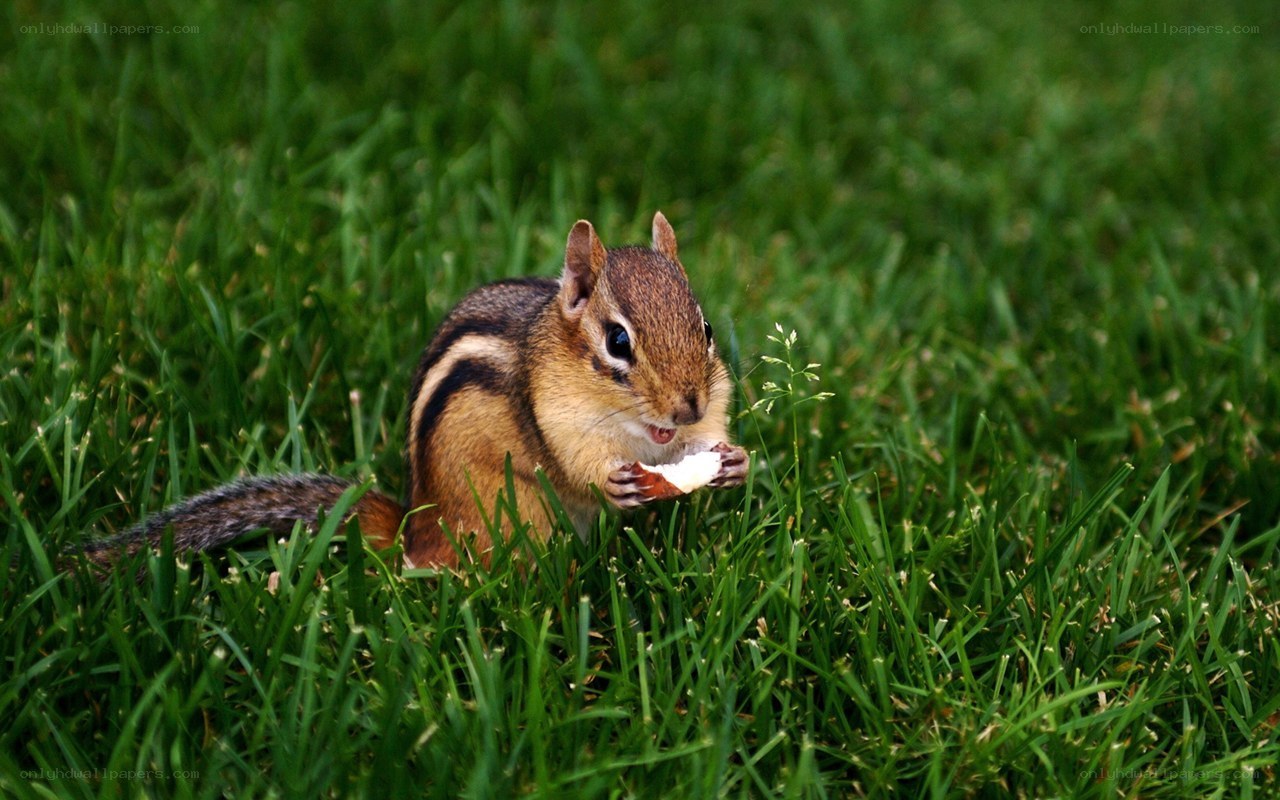 Chipmunk eating in grass