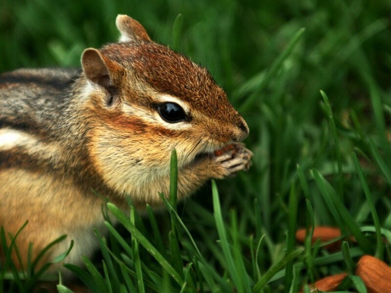 chipmunk eating in grass