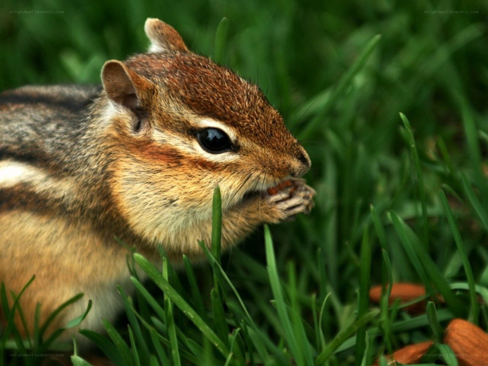 chipmunk eating in grass