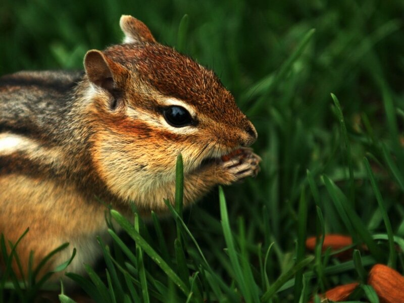 chipmunk eating in grass