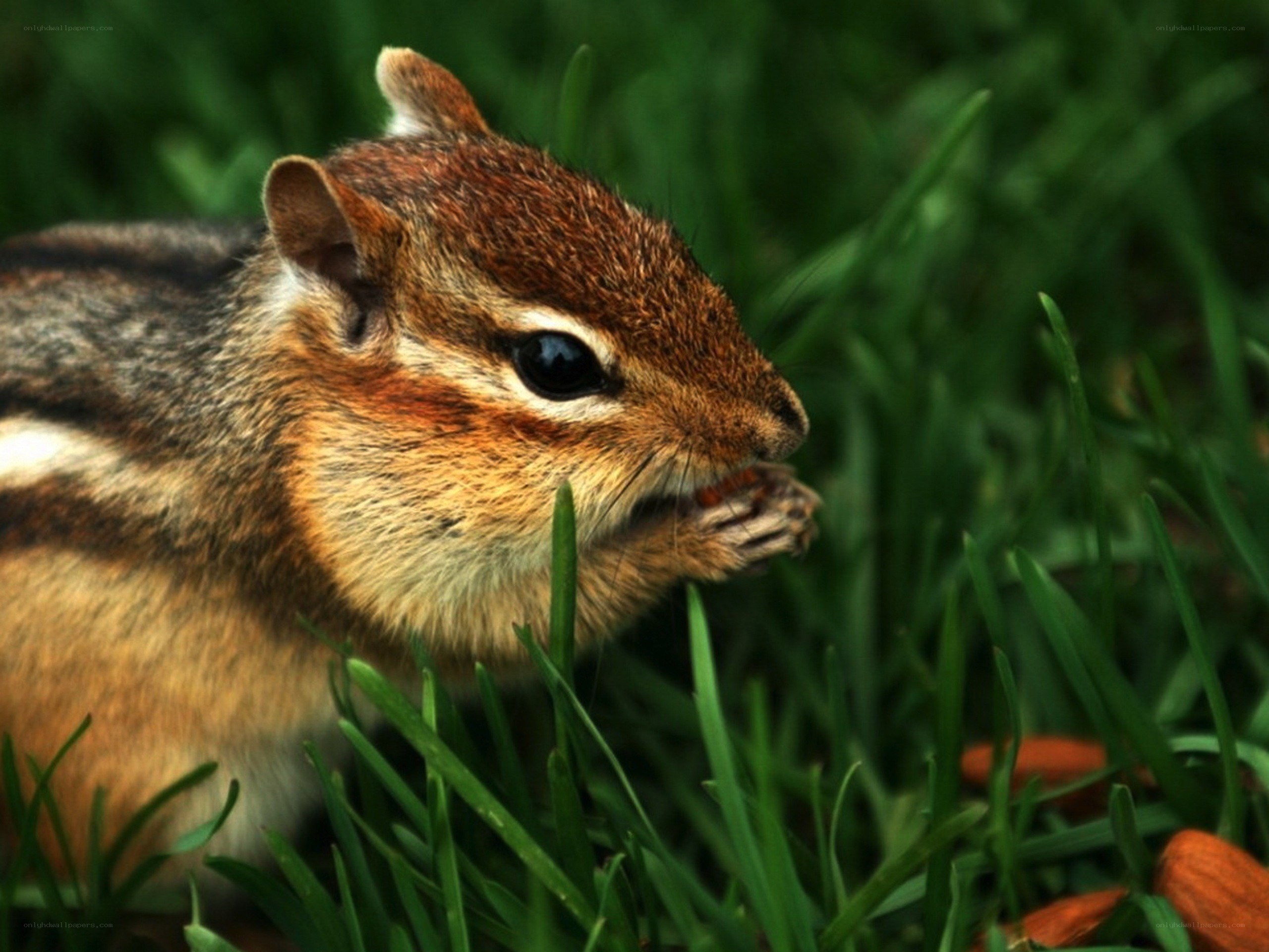 chipmunk eating in grass