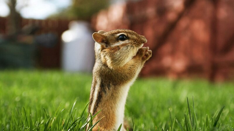 chipmunk eating in grass