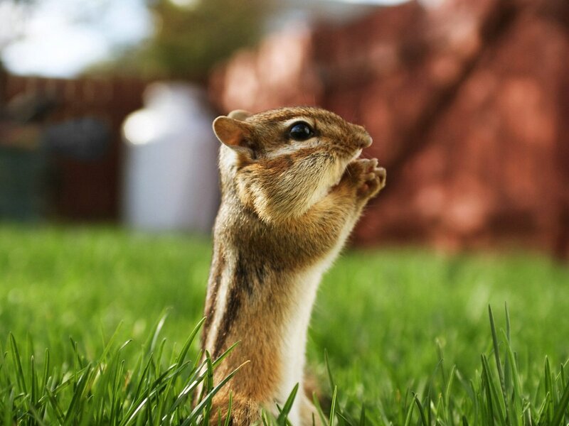 chipmunk eating in grass