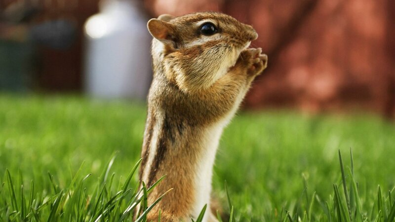 chipmunk eating in grass