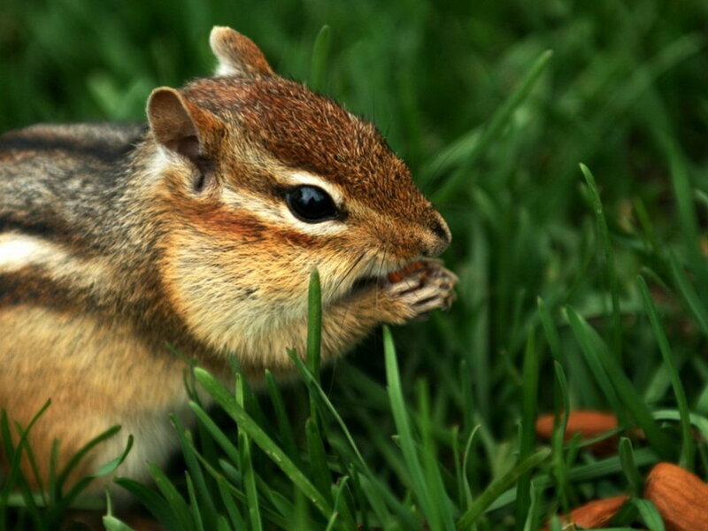 Chipmunk Eating in Grass — Green