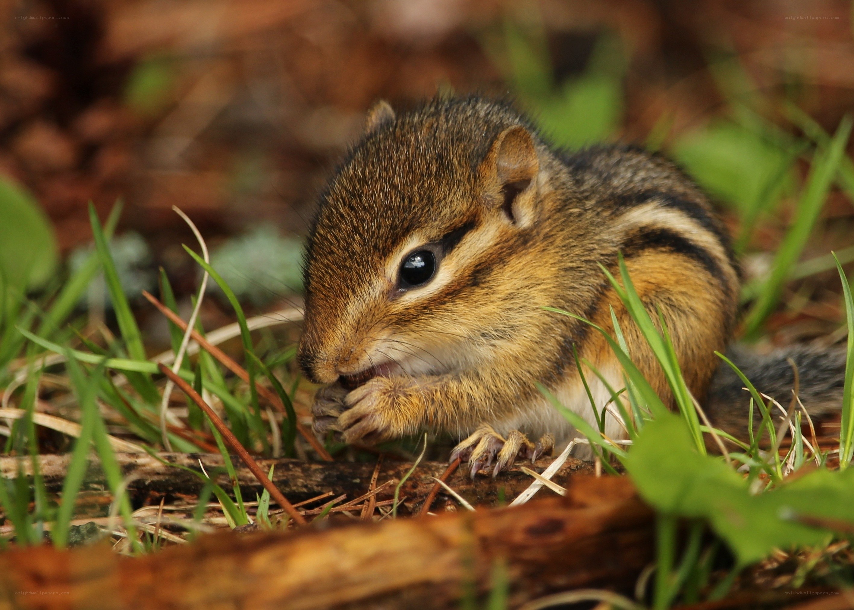 Chipmunk eating in the grass