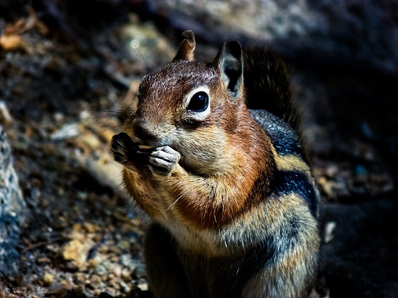 Chipmunk eating in the wild