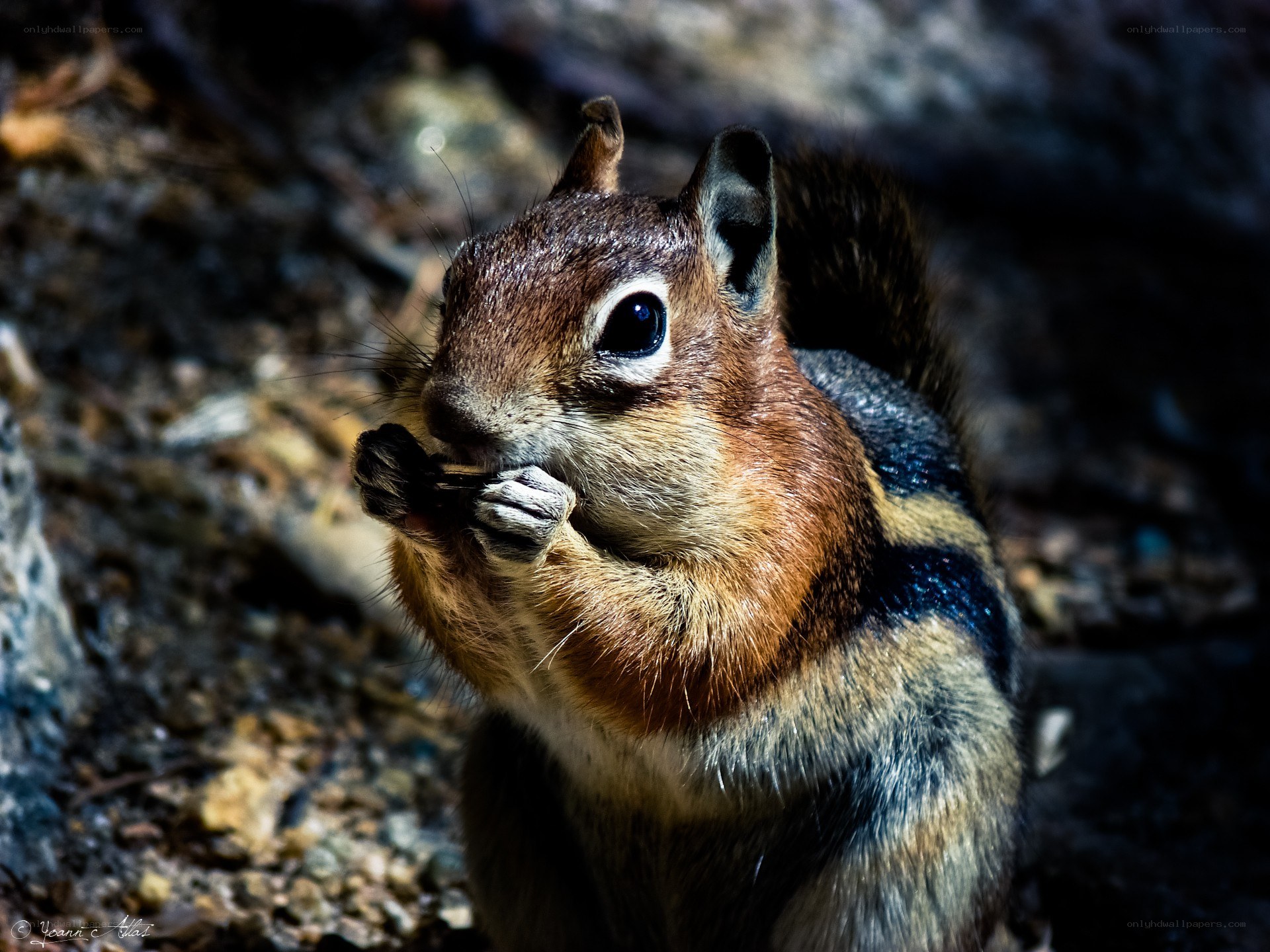 Chipmunk eating in the wild