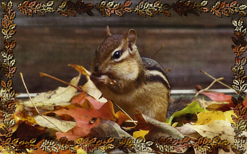 Chipmunk Eating Leaves