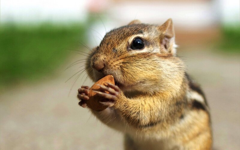 Chipmunk Eating Nut — Brown, Calm, Afternoon, Photograph