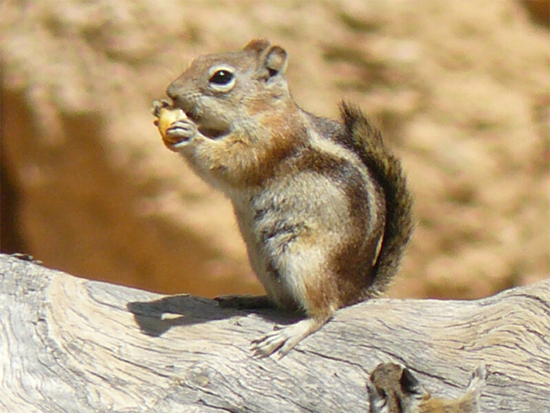 Chipmunk Eating Nut — Brown, Calm, Afternoon