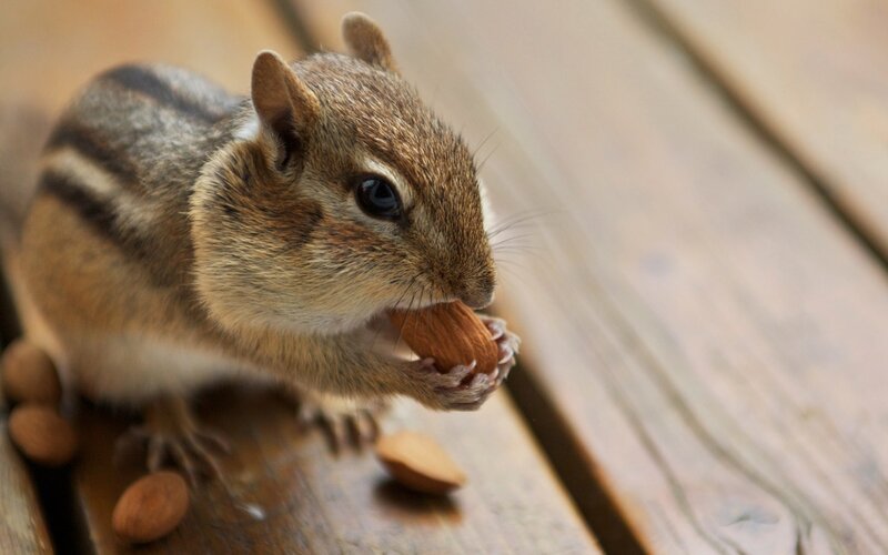 Chipmunk Eating Nut — Brown, Calm, Photograph