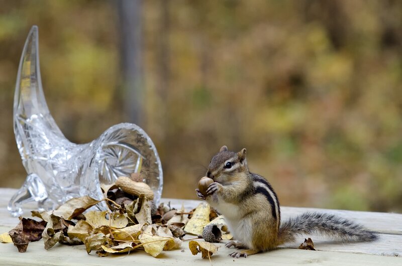 Chipmunk Eating Nut — Brown, Calm