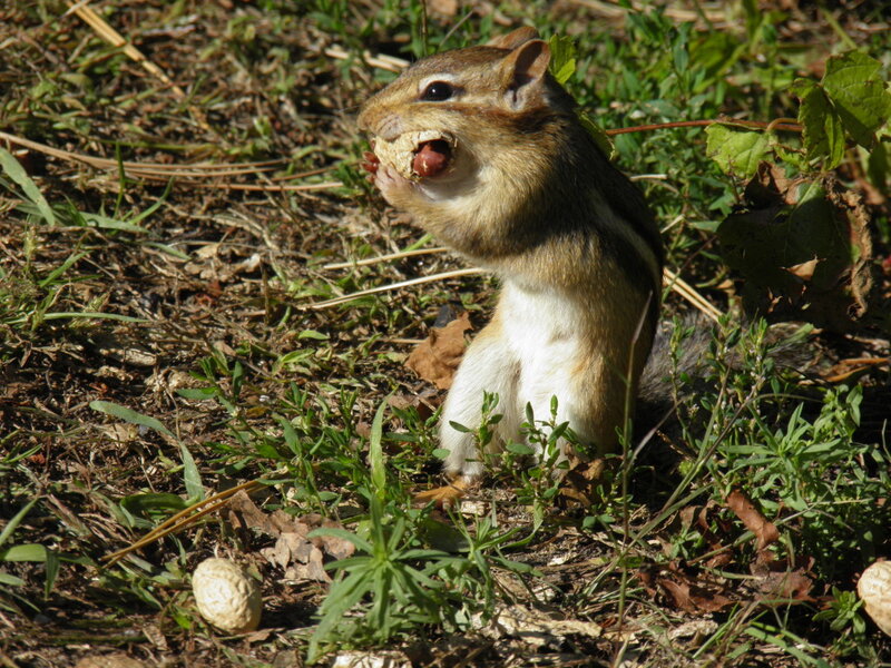 Chipmunk Eating Nut — Brown, Natural