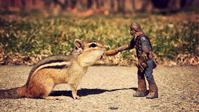 Chipmunk Eating Nut — Brown, Playful