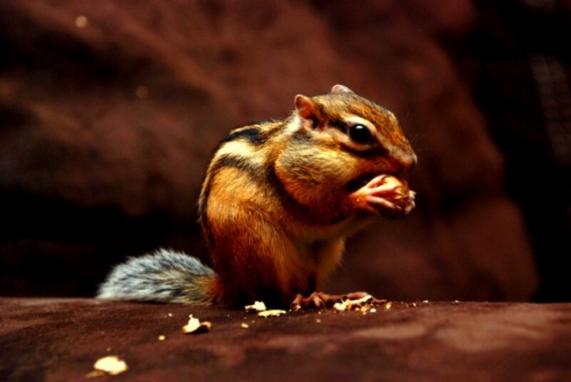 Chipmunk Eating Nut