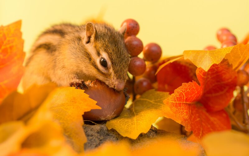 Chipmunk Eating Nut — Yellow