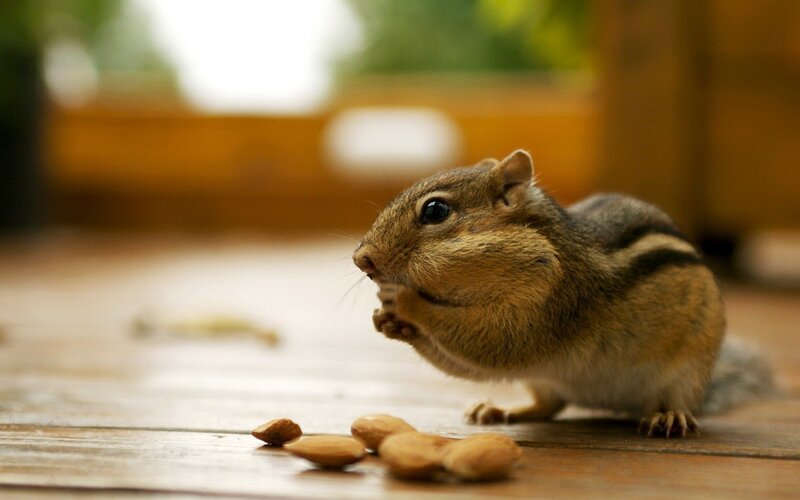 Chipmunk Eating Nuts — Brown, Calm, Afternoon