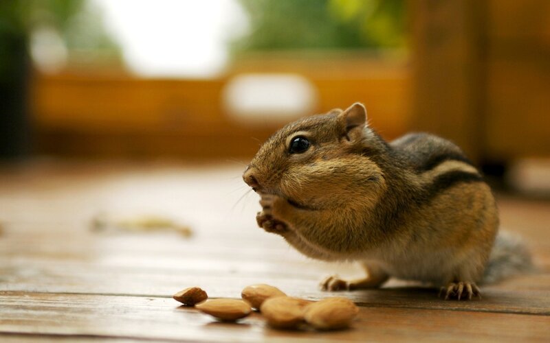 Chipmunk Eating Nuts — Brown, Calm