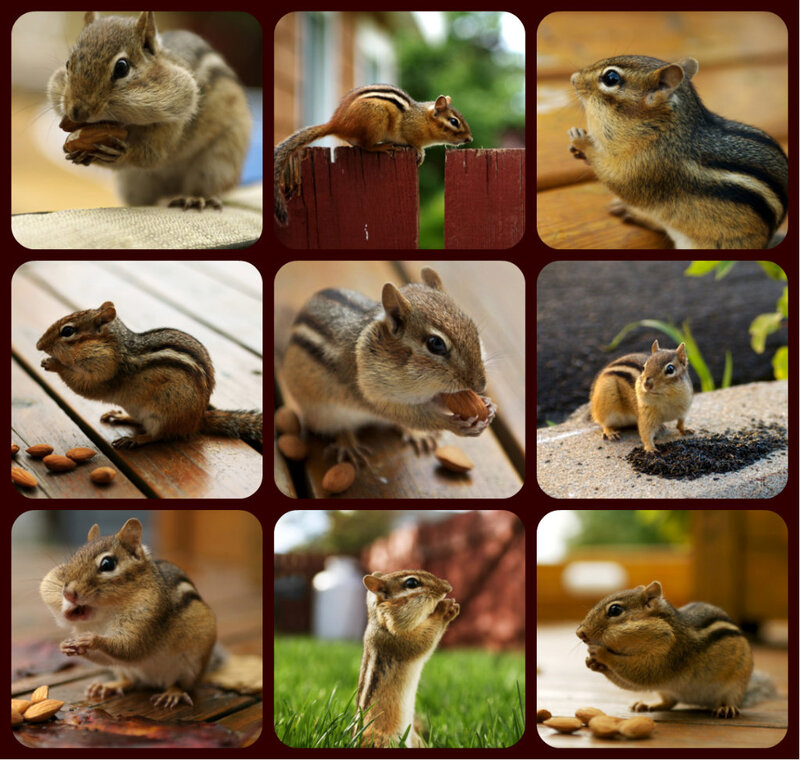 Chipmunk Eating Nuts — Brown