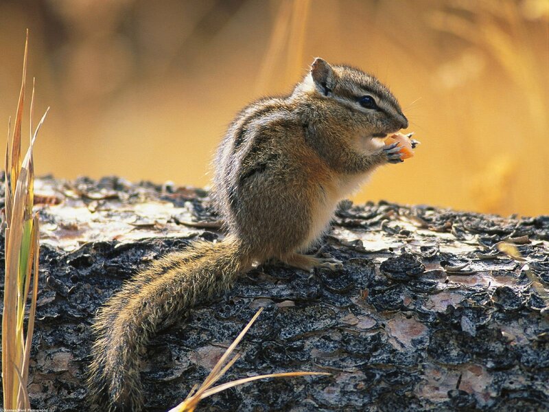 Chipmunk eating on a log