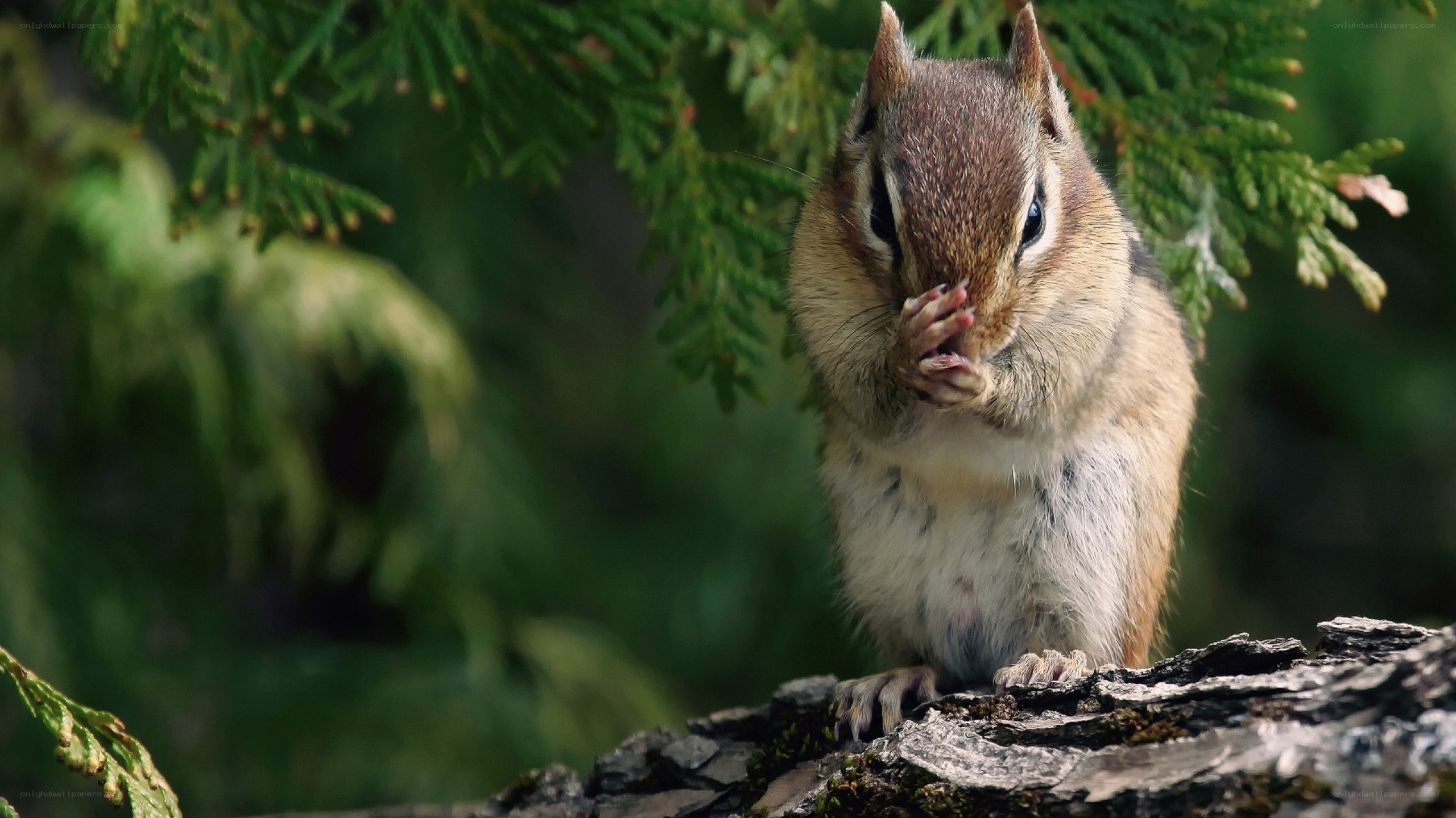 chipmunk eating on a log