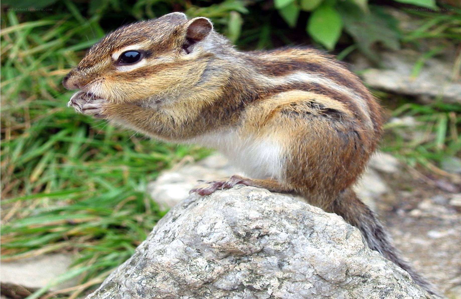Chipmunk eating on a rock