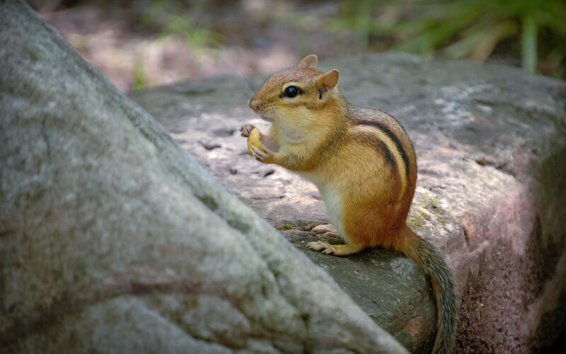 Chipmunk eating on a rock