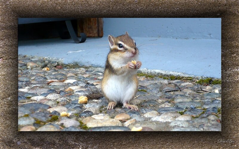 Chipmunk eating on cobblestones