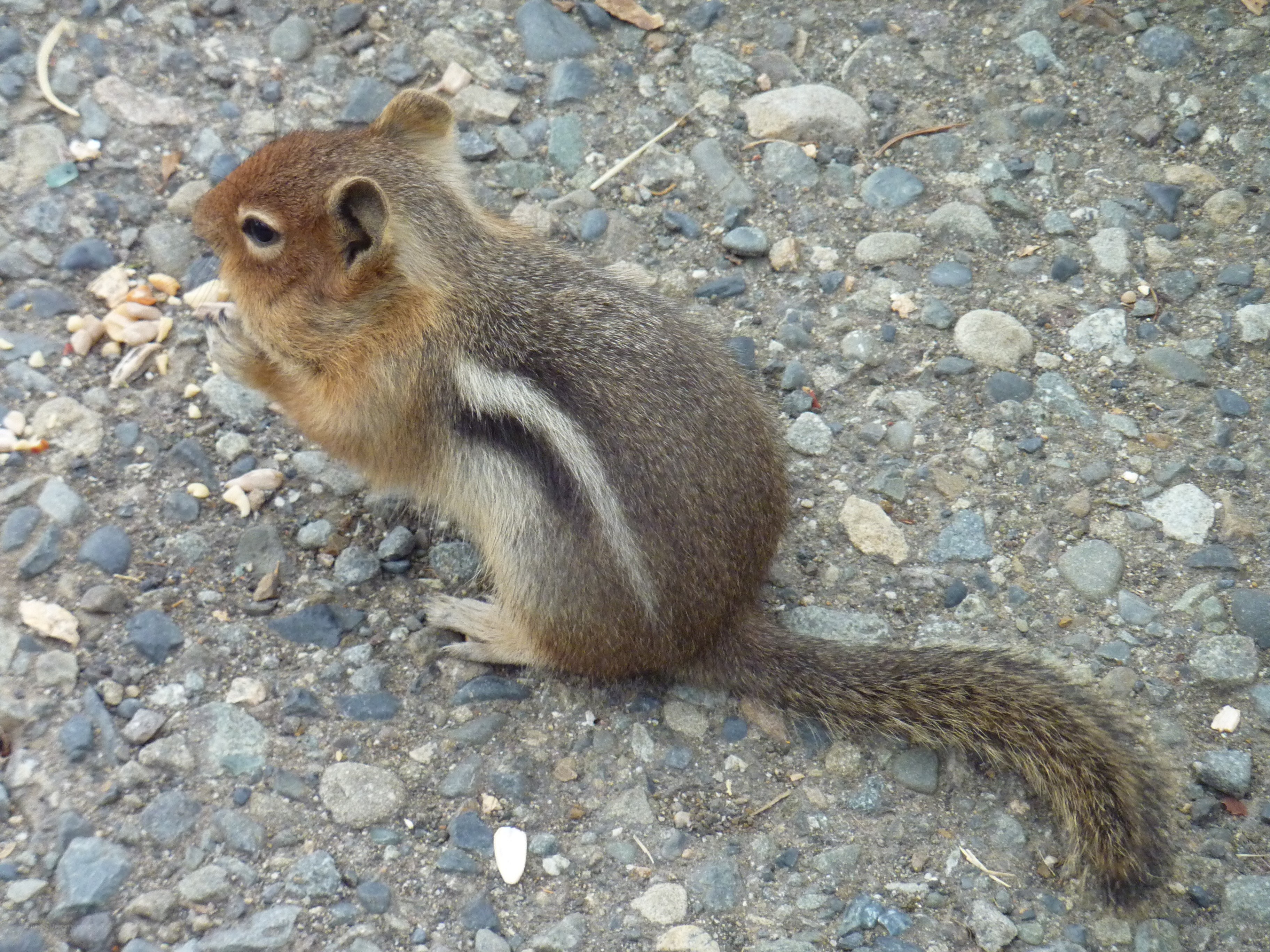 chipmunk eating on gravel
