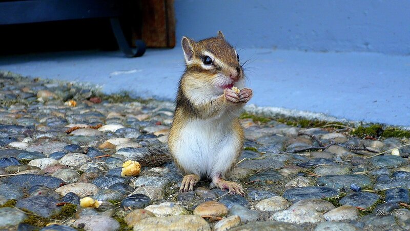 chipmunk eating on pebbles