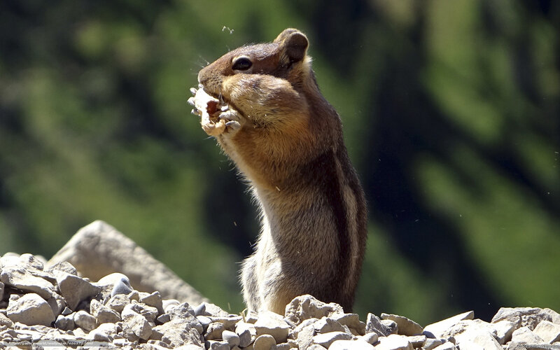 chipmunk eating on rocks