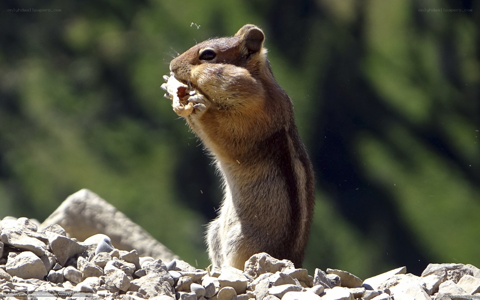 chipmunk eating on rocks