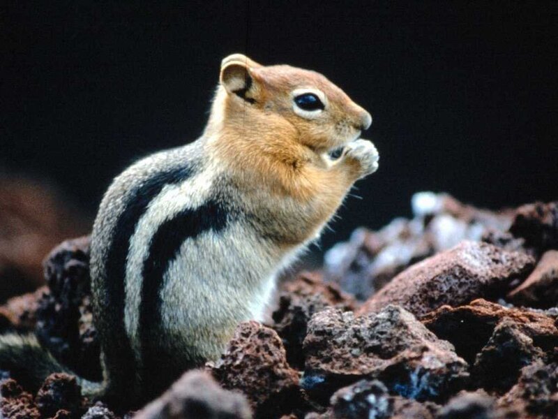 chipmunk eating on rocks