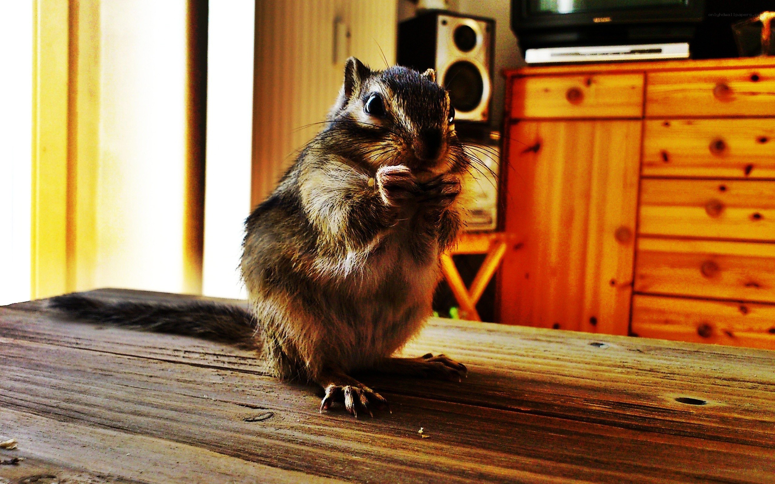 chipmunk eating on wooden table