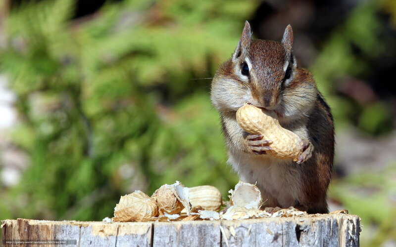 Chipmunk eating peanut