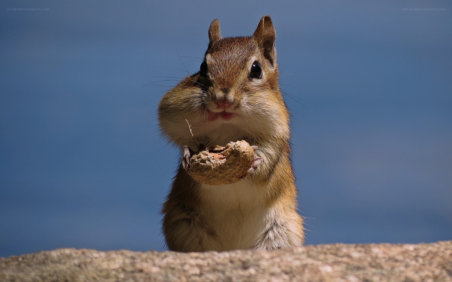 Chipmunk eating peanut
