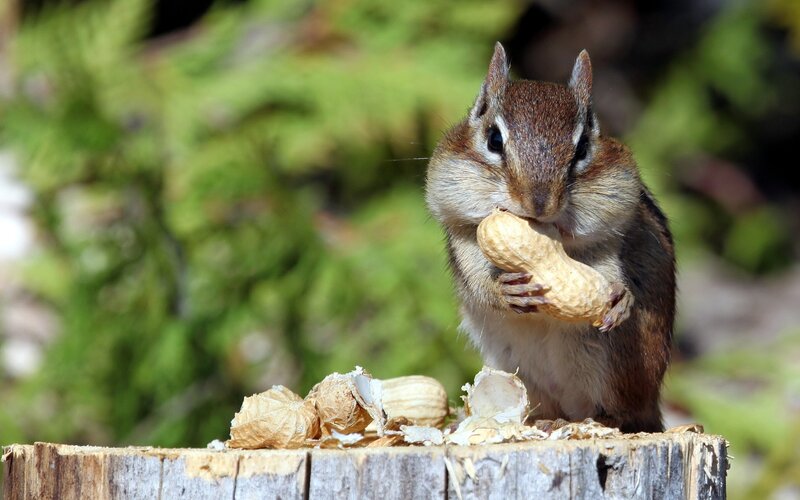 Chipmunk Eating Peanut — Brown, Calm, Afternoon, Photograph